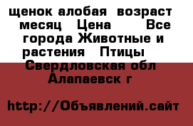 щенок алобая .возраст 1 месяц › Цена ­ 7 - Все города Животные и растения » Птицы   . Свердловская обл.,Алапаевск г.